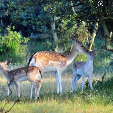 Beachy Days Near Ocean & Noordwijkerhout
