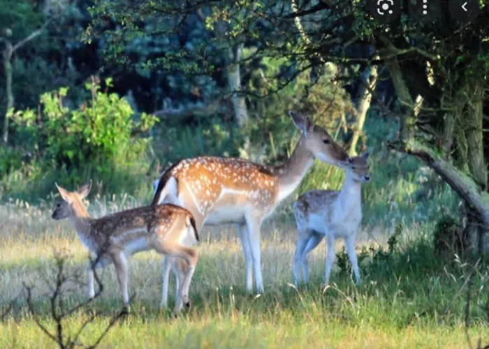 Beachy Days Near Ocean & Noordwijkerhout